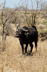 Obraz premium Buffle d'Afrique, Syncerus caffer, Parc national Kruger, Afrique du Sud
