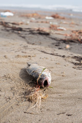 dead fish on the beach