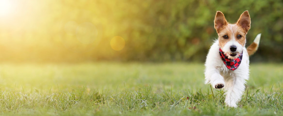 Playful happy smiling funny cute pet dog puppy walking in the grass, happiness, summer concept. Web banner, copy space. © Reddogs