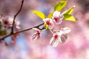 Fototapeta na wymiar Pink cherry blossoms in spring with beautiful bokeh