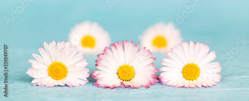 Mothers day, summer floral nature concept, fresh white daisy flowers on blue background. Web banner.