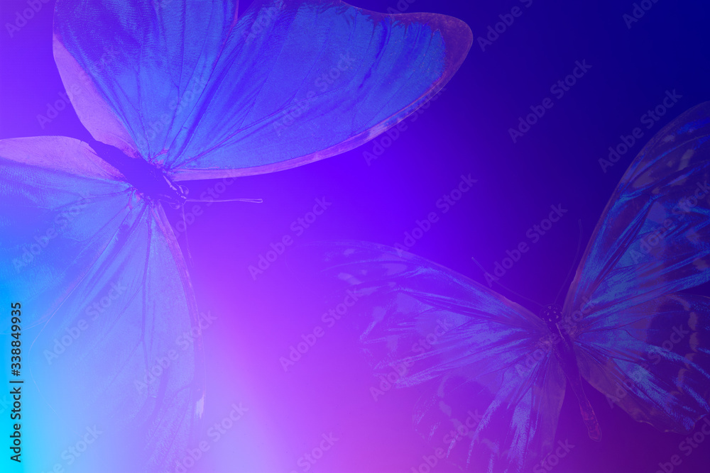 Poster gradient background with highlights with butterfly wings