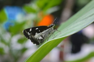 butterfly on a leaf