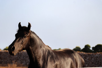 Fototapeta na wymiar portrait of a horse