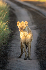 Spotted hyena stands on track in sunshine