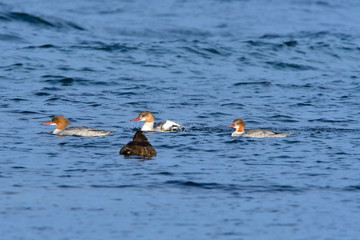 Gänsesäger an der Ostsee