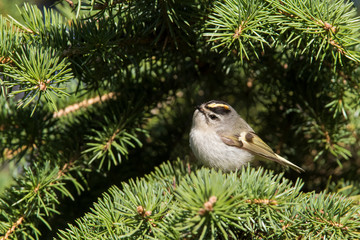  golden-crowned kinglet (Regulus satrapa) in spring