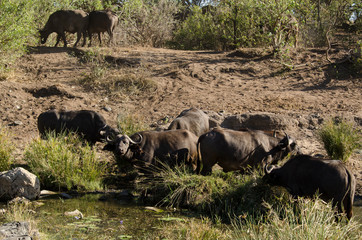 Buffle d'Afrique, Syncerus caffer, Parc national Kruger, Afrique du Sud