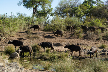 Buffle d'Afrique, Syncerus caffer, Parc national Kruger, Afrique du Sud