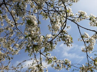 apple tree blossom