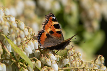 butterfly on a flower