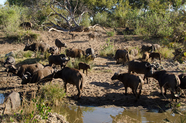 Buffle d'Afrique, Syncerus caffer, Parc national Kruger, Afrique du Sud