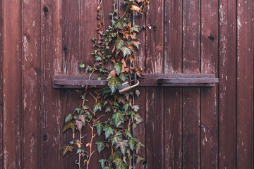 Old wooden door with padlock, overgrown with ivy