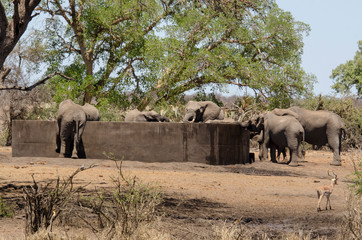 Obraz premium Eléphant d'Afrique, réservoir d'eau, Loxodonta africana, Parc national Kruger, Afrique du Sud