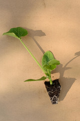 Planta en taco de calabacín