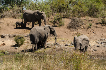 Obraz premium Eléphant d'Afrique, Loxodonta africana, Parc national Kruger, Afrique du Sud