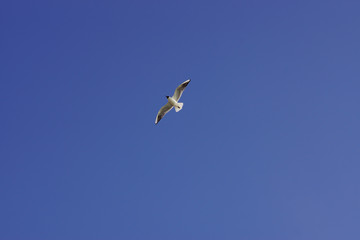 A white seagull flies in the blue sky with its wings spread wide