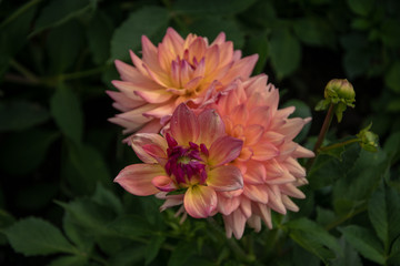 Blume in der Nahaufnahme 