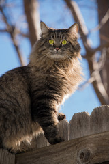 Tabby cat with yellow eyes sitting on wooden fence in early morning