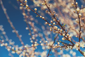 Cherry blossom in full bloom. Nature background. Soft focus