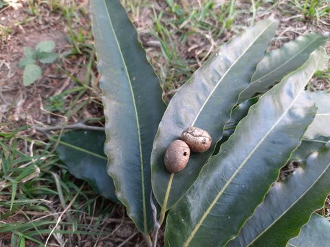 Polyalthia longifolia (the Ashoka native to India) seeds. A lofty evergreen tree. leaves of Saraca asoca. False Ashoka / Buddha Tree or Polyalthia longifolia  Green leaves and seeds.