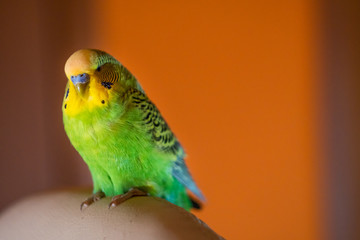 A green Budgerigar male sits on a chair in the house in the evening.  Green Budgerigar on white armchair in apartment building on orange wall background.