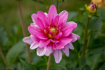 Obraz premium Blume in der Nahaufnahme 