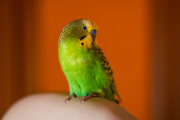 A green Budgerigar male sits on a chair in the house in the evening.  Green Budgerigar on white armchair in apartment building on orange wall background.