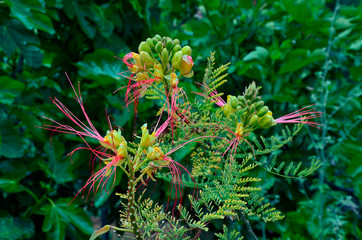 Close up of Caesalpinia gilliesii growing in a Mediterranean garden