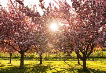 Cherry Blossom & sunset
