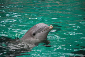 delfin © andy