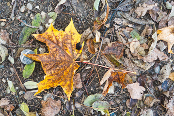 Herbstblatt