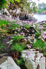 Blooming Thrift flower on a beach meadow