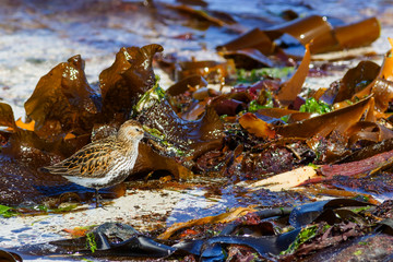 Dunlin bird on a sandy beach and seaweed