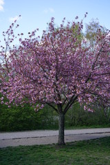 Japanischer Kirschbaum in Blüte am Berliner Mauerweg (Lohmühlenbrücke)