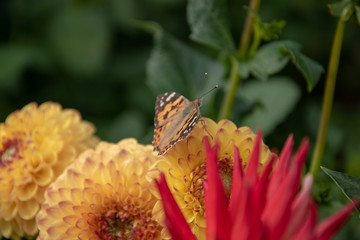 Blume in der Nahaufnahme mit Schmetterling