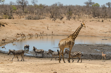 Fototapeta na wymiar Girafe, Giraffa Camelopardalis, Zèbre de Burchell, Equus quagga burchelli, Parc national Kruger, Afrique du Sud