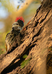 A wooskeeper searching for food