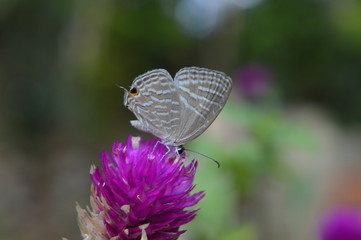 butterfly on thistle