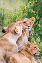 Obraz na płótnie Canvas Lion Cubs who licked by a lioness