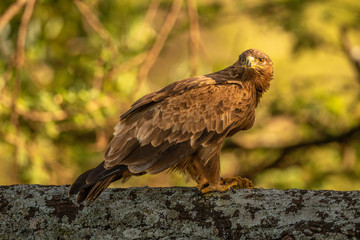 Steppe eagle with catchlight perched on branch