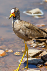 Beautifully colored Wattled lapwing at the water's edge