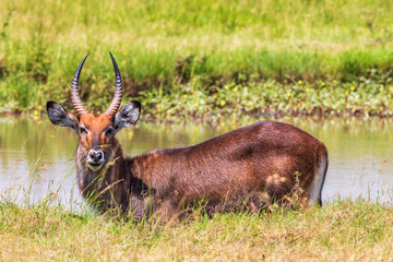 Waterbuck at a pond on the savanna that's looking at the camera