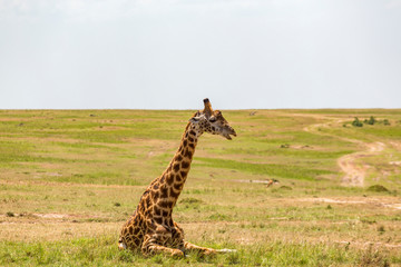 View of the savannah of Masai Mara with a giraffe lying down
