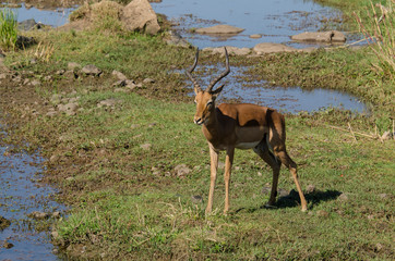 Impala, male, Aepyceros melampus