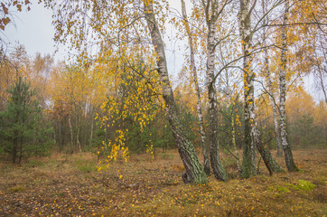 Fototapeta premium autumn birches