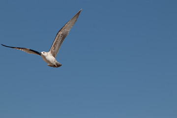 seagull in the sky