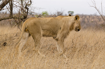Fototapeta na wymiar lion, male, Panthera leo, Afrique