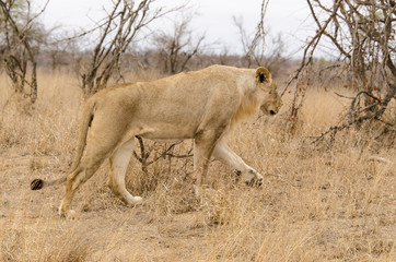 lion, male, Panthera leo, Afrique