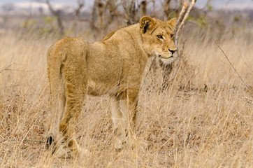 lion, male, Panthera leo, Afrique